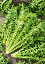 Graines Chicorée Romanesca Da