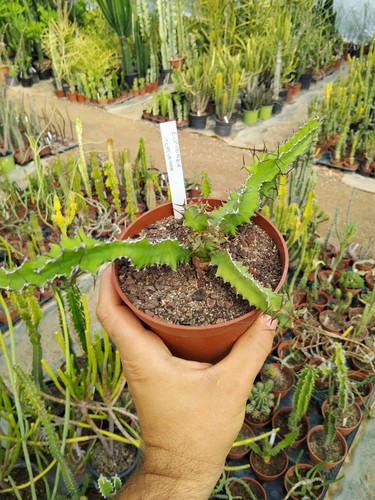Euphorbia tortirama cactus - euphorbia,