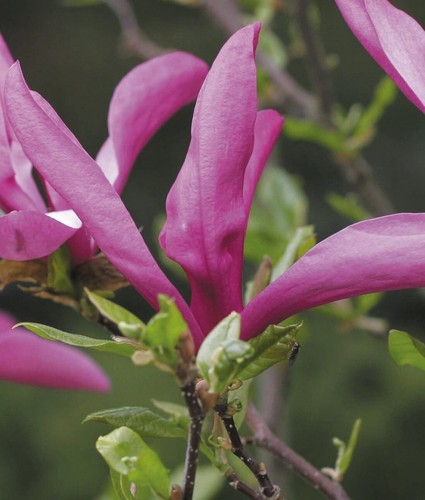 Magnolia susan la - magnolia, 2l