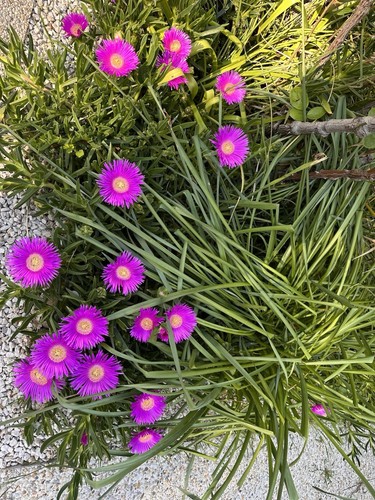 Plante cactus griffe - ,