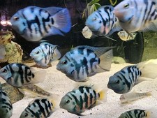 Group of 4 Polar Blue and White Parrot Cichlid free 2 day Shipping Fedex or UPS
