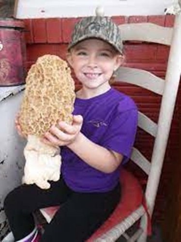 Morel mushroom spores - mushroom, in
