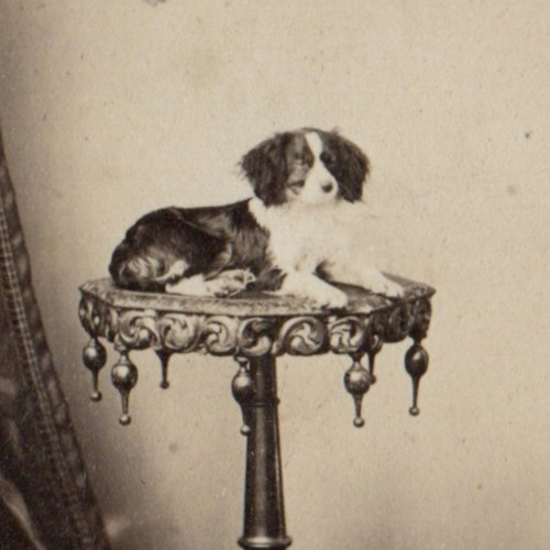 London cdv cavalier king - london,