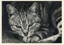 POSTCARD / CARTE POSTALE ILLUSTRATEUR OLGA GAUPMANN / BENGALE / CHAT / CAT