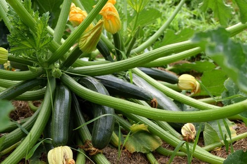 Graines courgette black - 15,