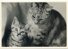 CPSM / CARTE POSTALE / CHAT / CAT ILLUSTRATEUR OLGA GAUPMANN BENGALE ET SON FILS