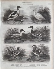 Impression D'Oiseau Antique Datée De 1811 Ornithologie Shelduck Canard Mandarin