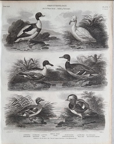 Impression oiseau antique - impression,