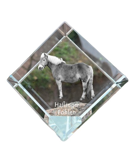 Haflinger poulain - haflinger,