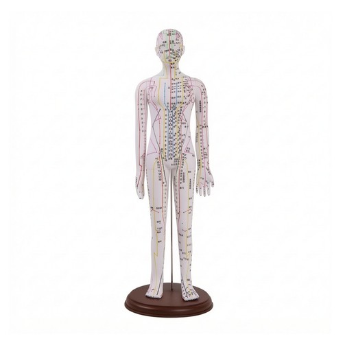 Mannequin acupuncture avec - d'acupuncture,