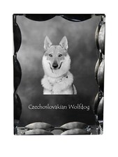 Chien loup tchécoslovaque