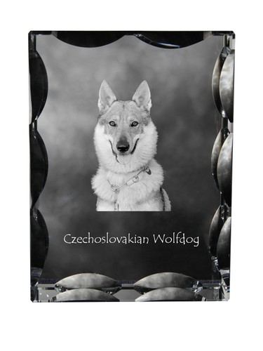 Chien loup tchécoslovaque