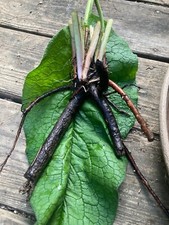 Comfrey Bocking 14~Beyond organic~1 Crown Bare Root Plant