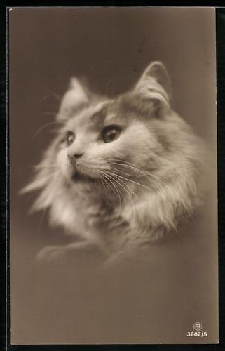 Carte postale chat - , blanc