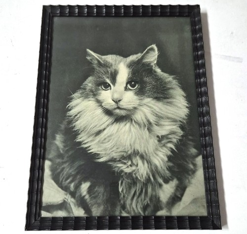 Portrait chat maine coon - de,