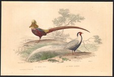 1853 Gravure aquarellée