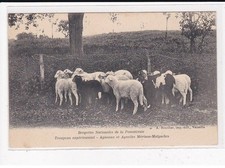 Shepherd Nationale de la Pommeraie, Experimental Herd, Lambs and Lamb