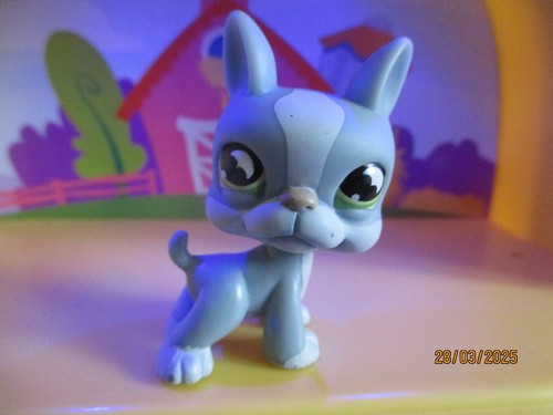 Petshop chien boston terrier - boston,