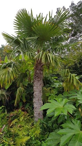 Trachycarpus fortunei - , /