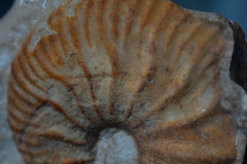 Fossil brute ammonite pierre - ammonite, pierre 