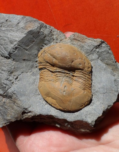 Trilobite ordovicien massif - trilobite, du