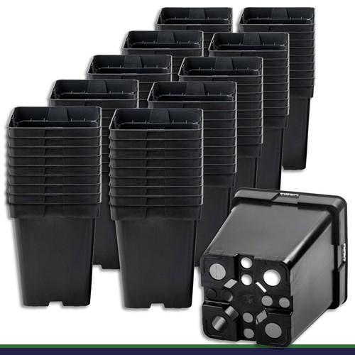100 pot plantation don - 100,