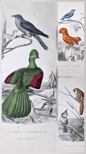 Gravures anciennes - ,