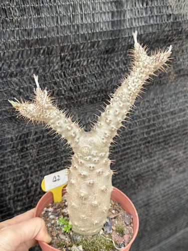 Pachypodium rosulatum