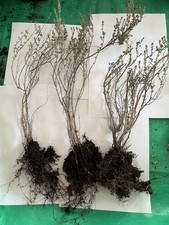 THYM 3 jeunes plants 🌱