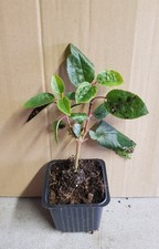 Aristotelia chilensis 'Mâle'