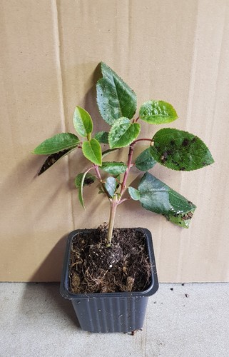 Aristotelia chilensis mâle - aristotelia, 'mâle'
