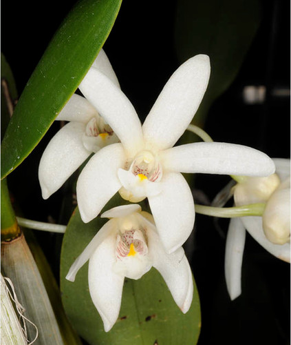Dendrobium falcorostrum
