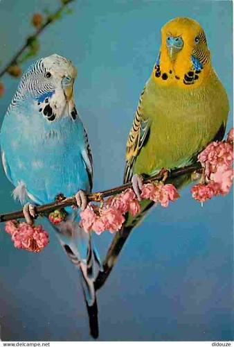 Postcard animals birds - -,