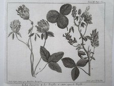 LUZERNE TREFLE Plantes GRAVURE