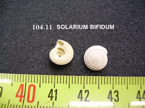 104 solarium bifidum - bifidum,