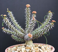 Euphorbia GOTTLEBEI exotic caudex madagascar succulent rare bonsai seed 5 seeds