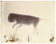 Science Photography, Infrared, View of&#039;a Running Dog Vintage Album