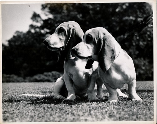 Basset hound 1950 - basset, grande