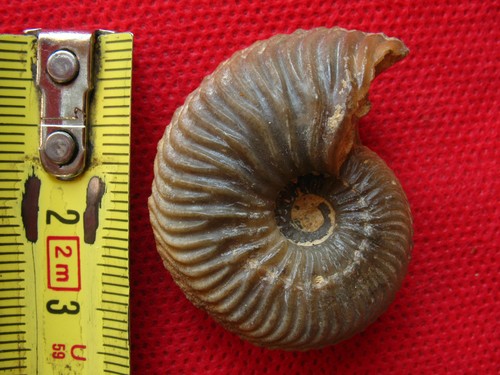 Ammonite oxfordien - de,