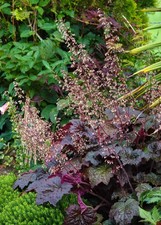50 PALACE PURPLE HEUCHERA / CORAL BELLS Micrantha Flower Seeds *Flat S/H