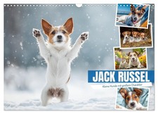 JACK RUSSEL - Des petits