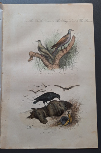 Gravure oiseau rehaussé - oiseau, 19°