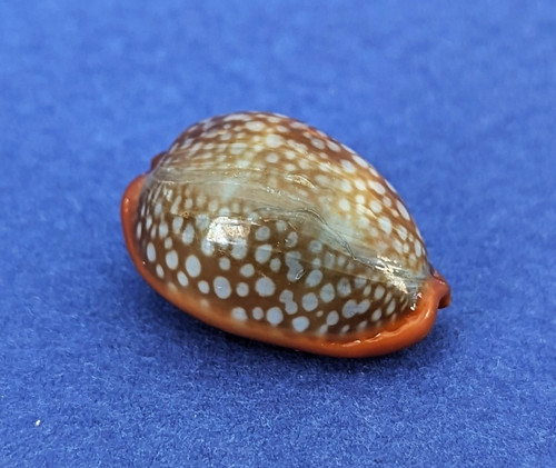 Cypraea citrina dauphinensis