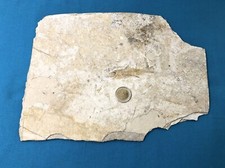 fossilized fish collection fossil stone 30 x 21 cm stone plate specimen