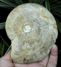 Grande ammonite fossilisée en