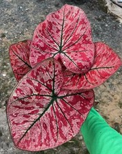 AUTHENTIC Caladium  Heartbreak 1 bulbs