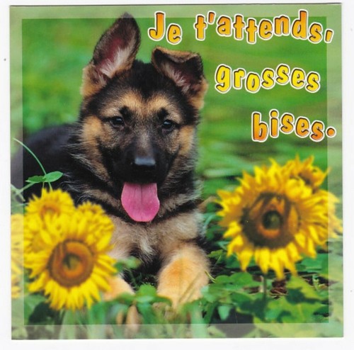 Chien chiot chiens carte - chiot,