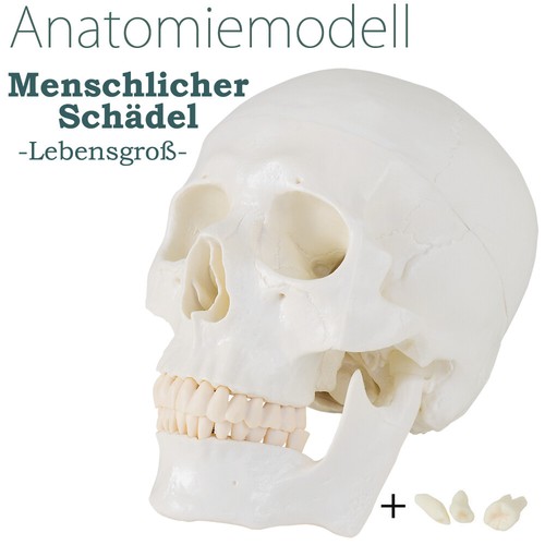 Medmod modèle anatomie du - medmod,