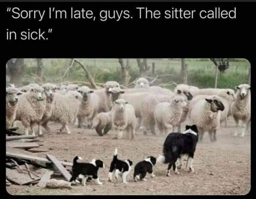 Humorous border collie dog - humorous,