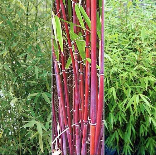 Bambous rouges fargesia red - rouges, /